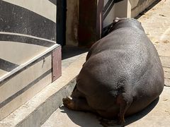 -青藏高原野生动物园