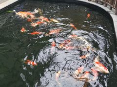 -华庭苑农家乐(旺山店)