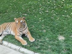 -北京野生动物园