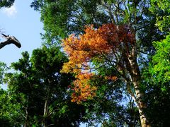 -海南热带雨林国家公园吊罗山景区