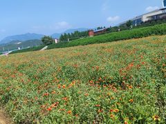 -君乐宝优致牧场