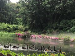 -广州长隆飞鸟乐园