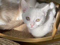 -Heymao猫咖.咖啡厅(东门店)