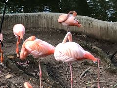 -清迈夜间动物园