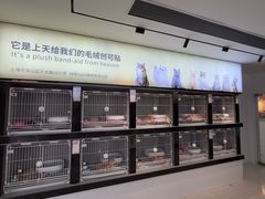 -翊宠yipet猫狗购宠庄园犬舍•猫舍