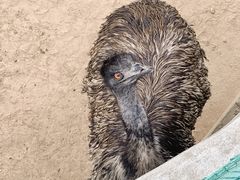 -西霞口神雕山野生动物世界