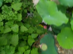 -镇江市南山风景名胜区竹林景区