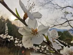 -香山公园