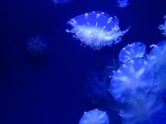 -青岛海底世界-水族馆