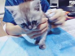 -芭比堂宠物医院·全科爱猫医院·仁德分院