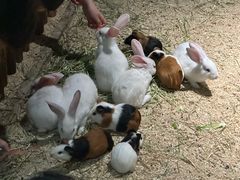 -绿色星球动物主题公园