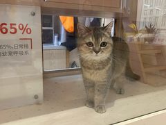 -囡的喵喵酱·萌宠生活馆·宠物洗护美容(胶州路店)