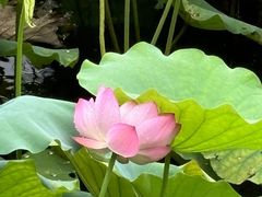 -荔湾湖公园