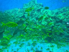 -芜湖新华联大白鲸海洋公园