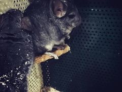 -上海大自然野生昆虫馆