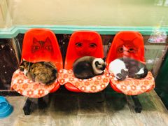 -猫咪博物馆(顶澳仔猫街店)