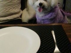 android_upload_pic-百好乐宠物友好餐厅(朝外大街店)