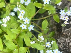 -牛背梁国家森林公园
