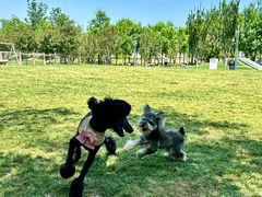 -爪吧宠物乐园 (温榆河示范区店)