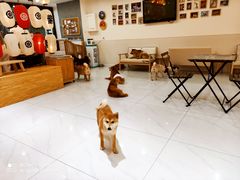 -柴源莊·柴小宠柴犬咖啡