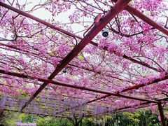 -嘉定紫藤园