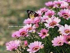-深圳市中科院仙湖植物园
