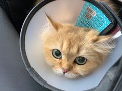 -艾贝尔宠物医院·24H转诊中心·肿瘤猫专科(江宁双龙店)