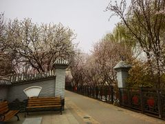-桃花堤公园