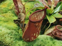 -国家植物园南园