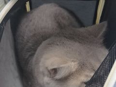 -中农国际动物医院24小时·猫科·骨科·急重症中心