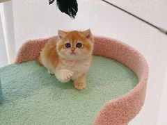 -猫十亿·布偶金渐层·曼基康矮脚猫舍(青年路店)