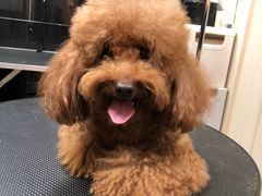 -小尾巴宠物店(万科·金域华庭店)