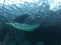 -悉尼海洋生物水族馆