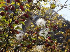 老爷山沙棘丛中的毛苒苒-老爷山风景区