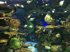 -瑞普利水族馆