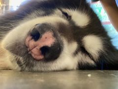 -more than meow吴止猫主题餐厅(承德 中船汇店)