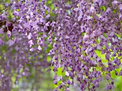 -嘉定紫藤园