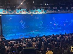 -烟台海昌鲸鲨海洋公园