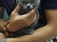 -中农大我爱我爱24h动物医院·中医针灸·猫专科·骨科医疗中心(双井店)
