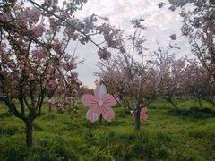 -天王浮山樱花园