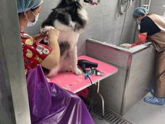 -宠福鑫康馨动物医院·骨科·眼科