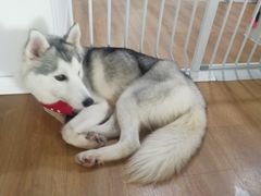 -Husky Go! 哈士奇体验馆·宠物咖啡厅狗咖