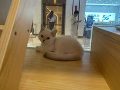 -爪爪喵星球·猫舍(前海卓越店)