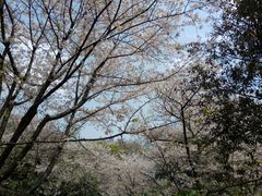 -武汉大学-樱园