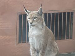 -青藏高原野生动物园