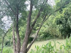 -洋湖国家湿地公园