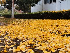 -南京林业大学(淮安校区)