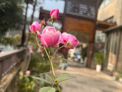 -先机泉水鸡汤(南山老君洞店)