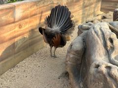 -森波拉奇妙世界