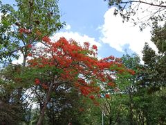 -梧桐山风景名胜区